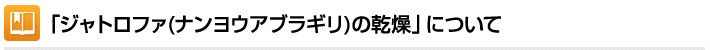 「ジャトロファ(ナンヨウアブラギリ)の乾燥」について